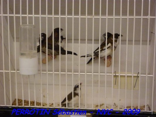 Bourse de Niort 084.JPG