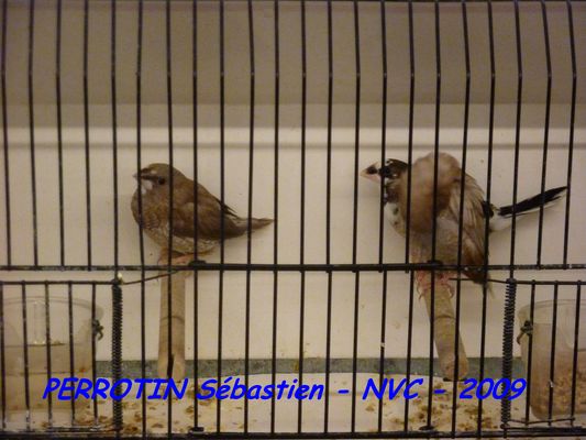 Bourse de Niort 085.JPG