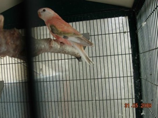 Bourke BB Couple 13 001.JPG