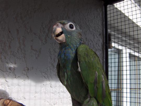 BOUHDA  & RED CAPS 07 Octobre 2009 004 (Custom).jpg