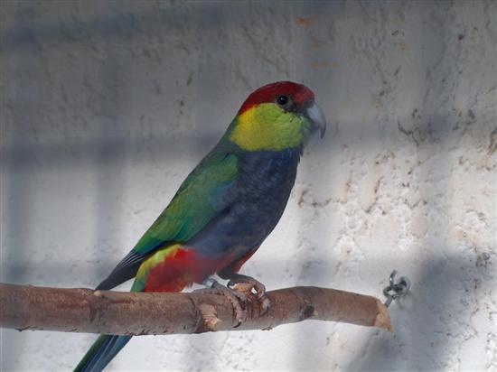 BOUHDA  & RED CAPS 07 Octobre 2009 017 (Custom).jpg