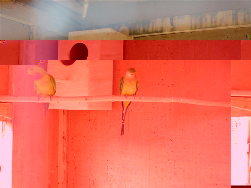 P1000063 (Medium).JPG