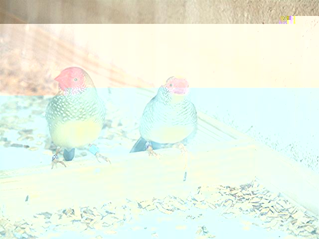 exotiques 023 (Small).jpg