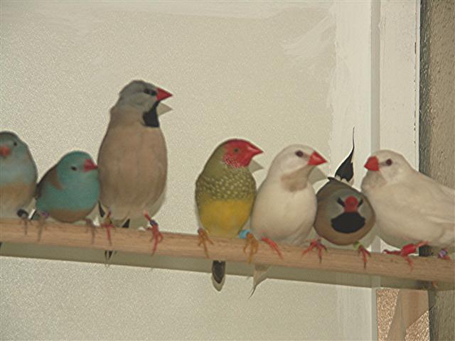 exotiques 026 (Small).jpg