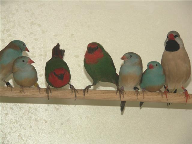 exotiques 028 (Small).jpg