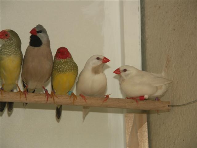 exotiques 030 (Small).jpg