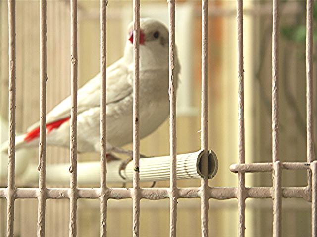 exotiques 020 (Small).jpg