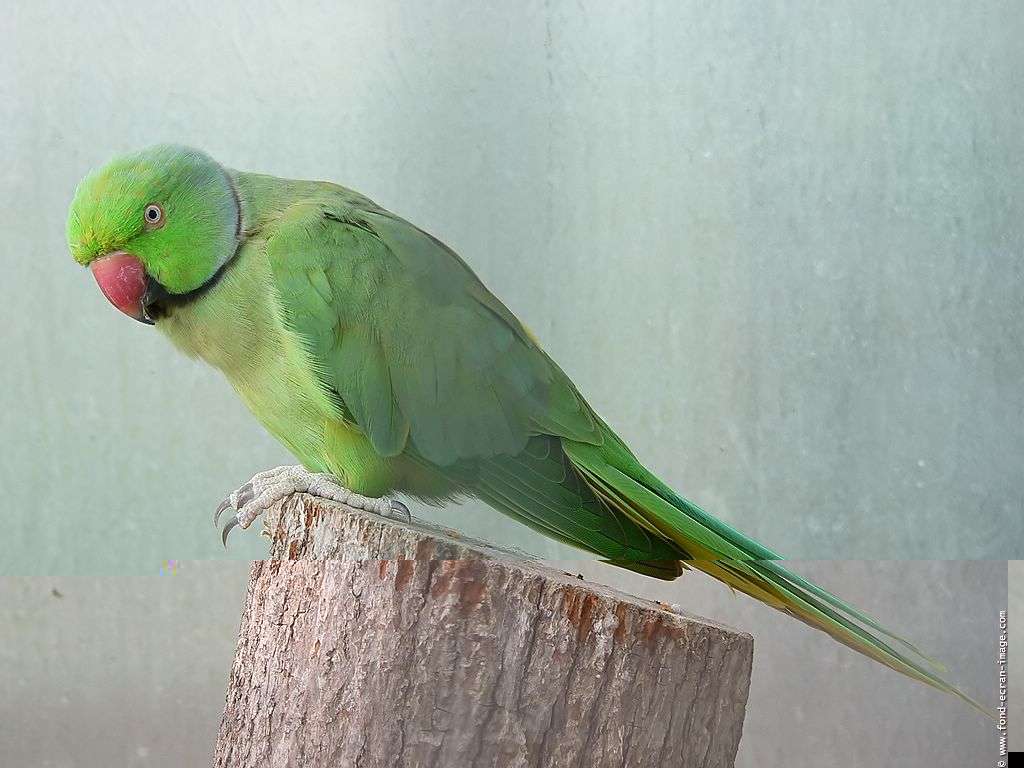 oiseau,fond-ecran-perruche-a-collier,02.jpg