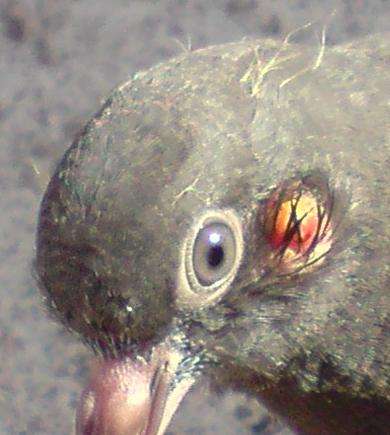 Copie de pigeon m.JPG