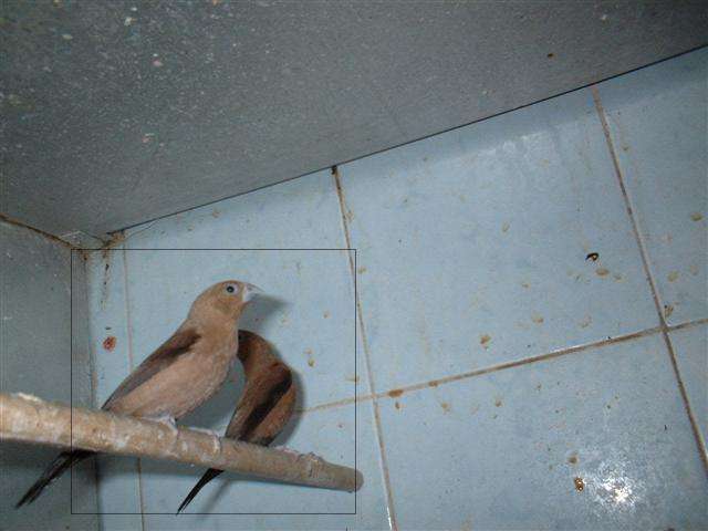 BEC D'ARGENT LES PARENTS 01 (Small).jpg