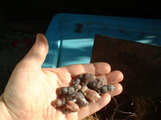 BECS D'ARGENTS Ã 8 JOURS 2005 006 (Small).jpg