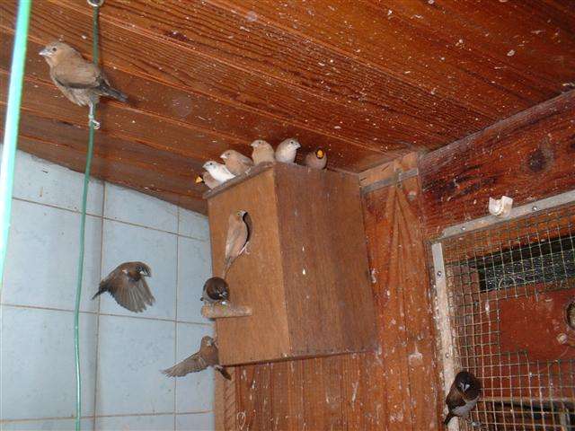 BECS D' ARGENT 09 2005 002 (Small).jpg