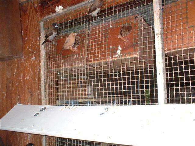 BECS D' ARGENT 09 2005 006 (Small).jpg