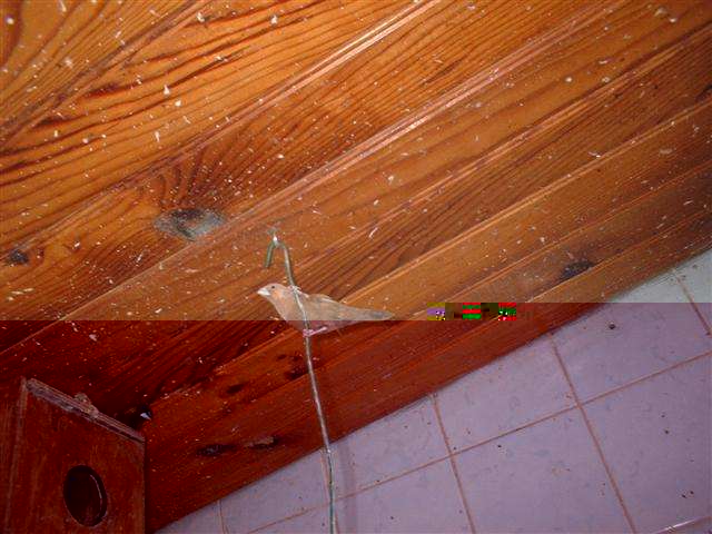 BECS D' ARGENT 09 2005 007 (Small).jpg