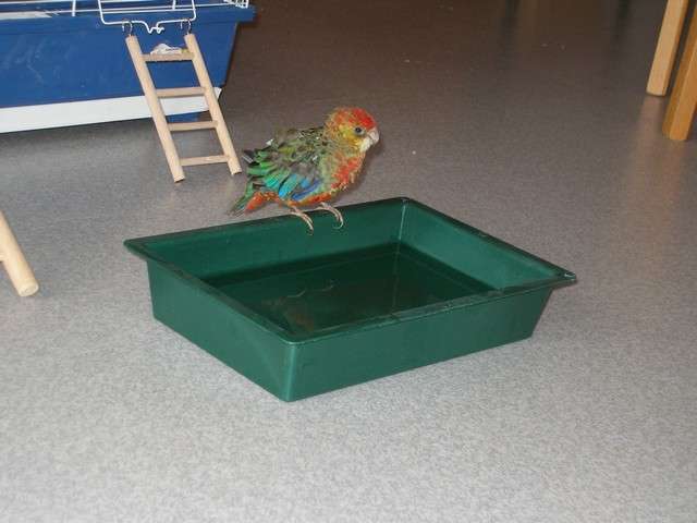 Sydney sur le bac.jpg