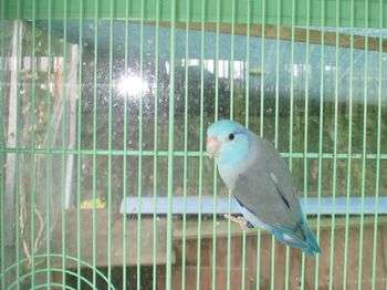 perruche moineau.JPG