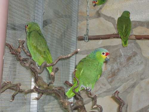 Gelbwangen 02.08.jpg