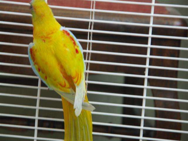 mesTurquoisines  2(Small).jpg