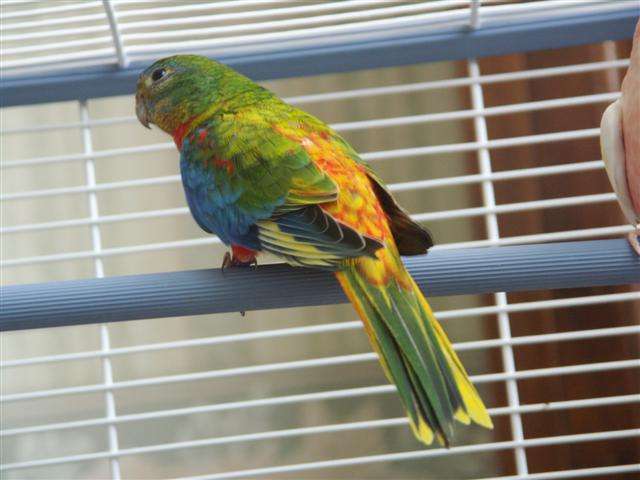 mes Turquoisines 5(Small).jpg