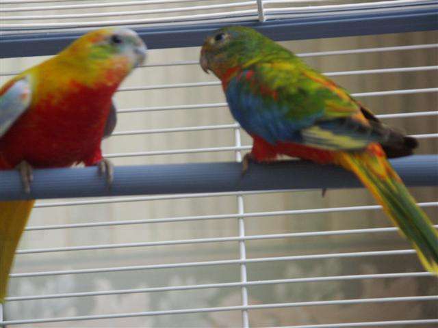 mes turquoisines 3(Small).jpg