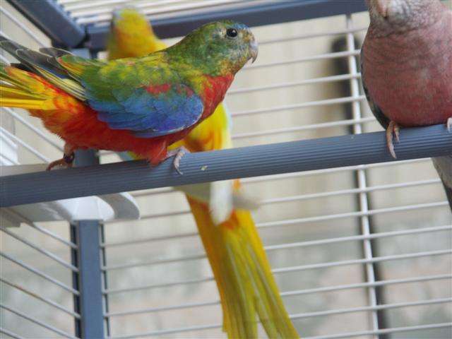 mesTurquoisines 4(Small).jpg