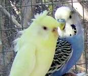 cremino femelle 2008 2009 gros plan nvc.jpg