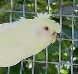 nvc remino femelle 2008 2009 gros plan.jpg