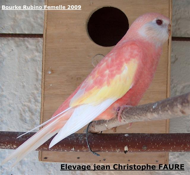 Elevage Bourke Rubino Fem.2009 (Small).jpg