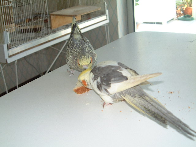 les perruches maison fev. 2004 023.jpg