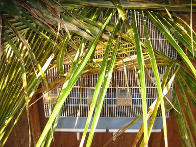 cage de reproduction.JPG