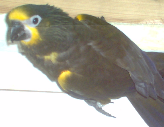 tous mes loris 020.jpg