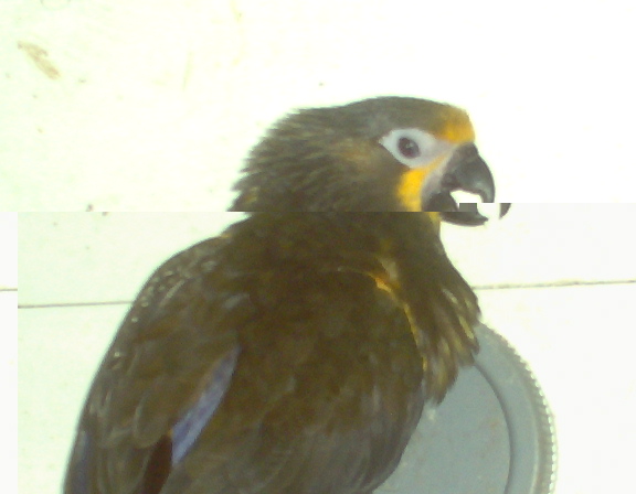 tous mes loris 022.jpg