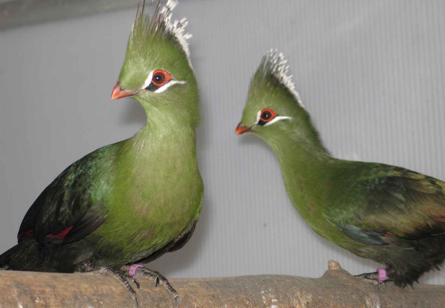 20100130 Livi0a1.jpg