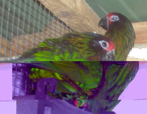 tous mes loris 023.jpg