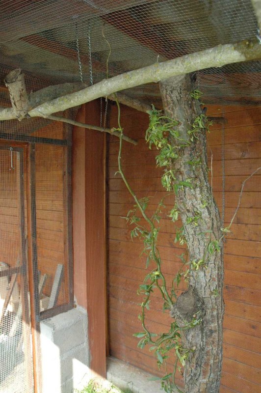 voliÃ¨re youyou.jpg