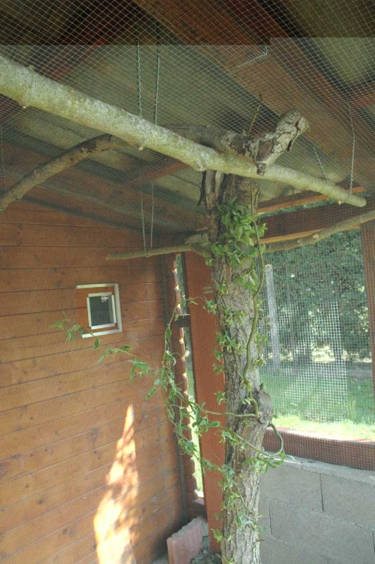 sortie voliÃ¨re extÃ©rieure youyou.jpg