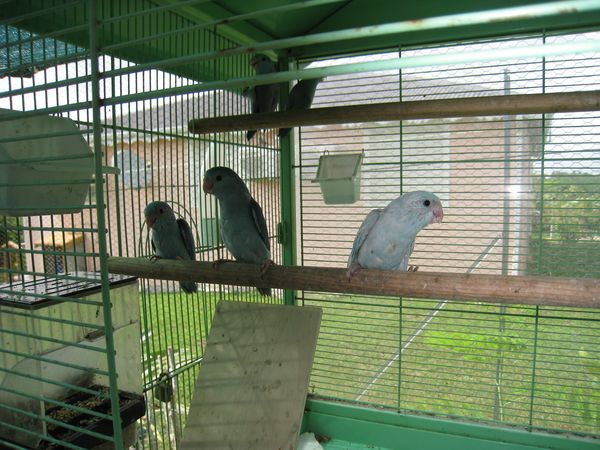 petit perruche moineaux.JPG