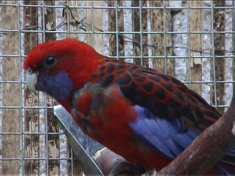 femelle pennant 1.jpg