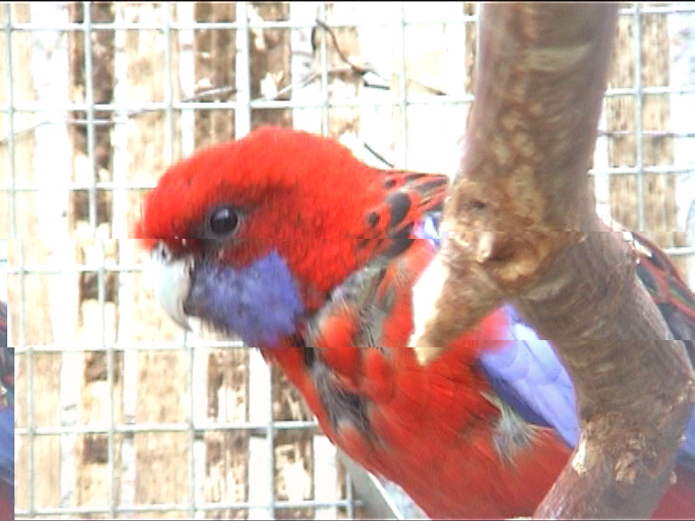 femelle pennant 3.jpg