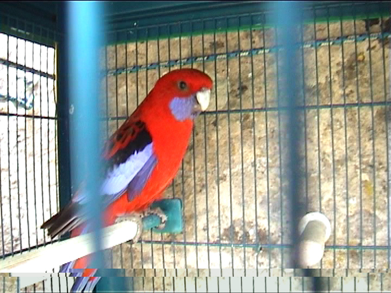 mÃ¢le pennant 1.jpg