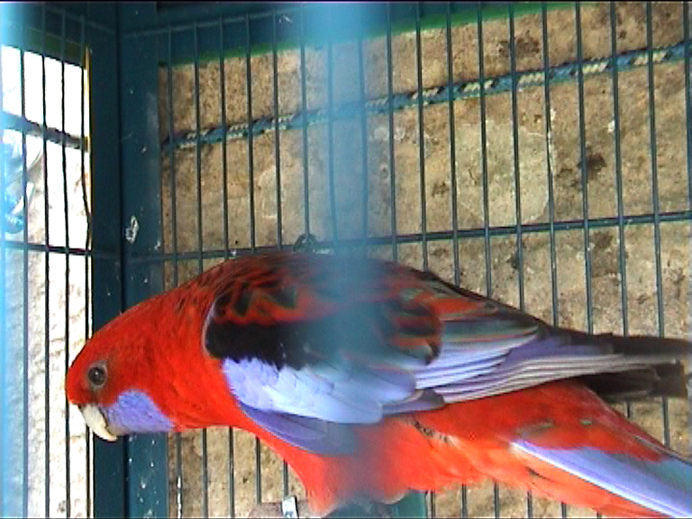 mÃ¢le pennant 2.jpg