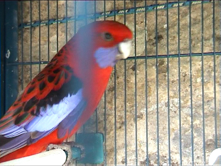 mÃ¢le pennant 3.jpg