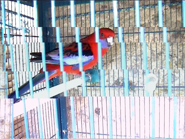 mÃ¢le pennant 4.jpg