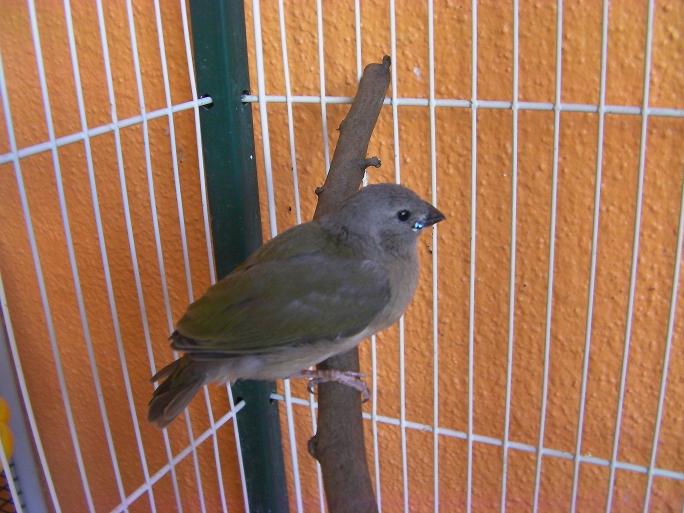 gould sortie nid.JPG