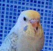 Tache bec perruche ondulÃ©e.jpg