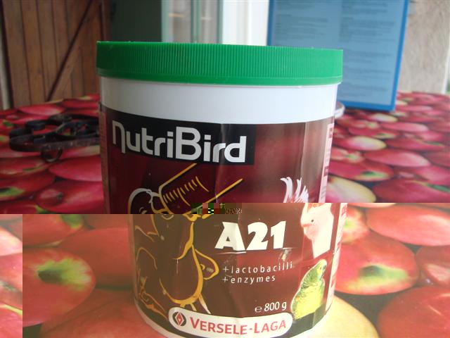 'ELEVAGE OISILLONS (Small).JPG