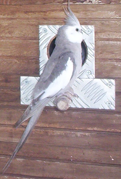 couple de perruche 2010 007.jpg