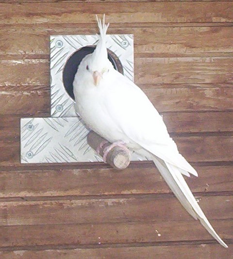 couple de perruche 2010 020.jpg