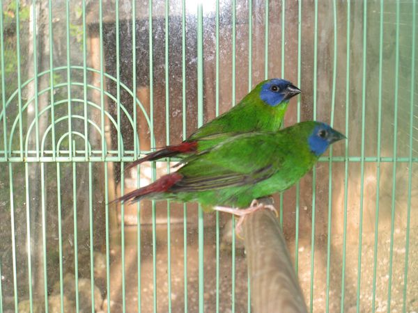 diamant kittilitz.JPG