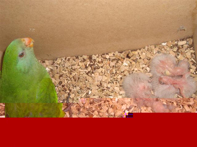 FEMELLE ET SES 4 PETITES BARRABAND 04 (Small).JPG